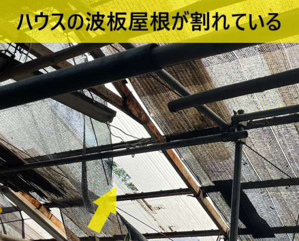 ハウスの波板屋根が割れている　台風被害